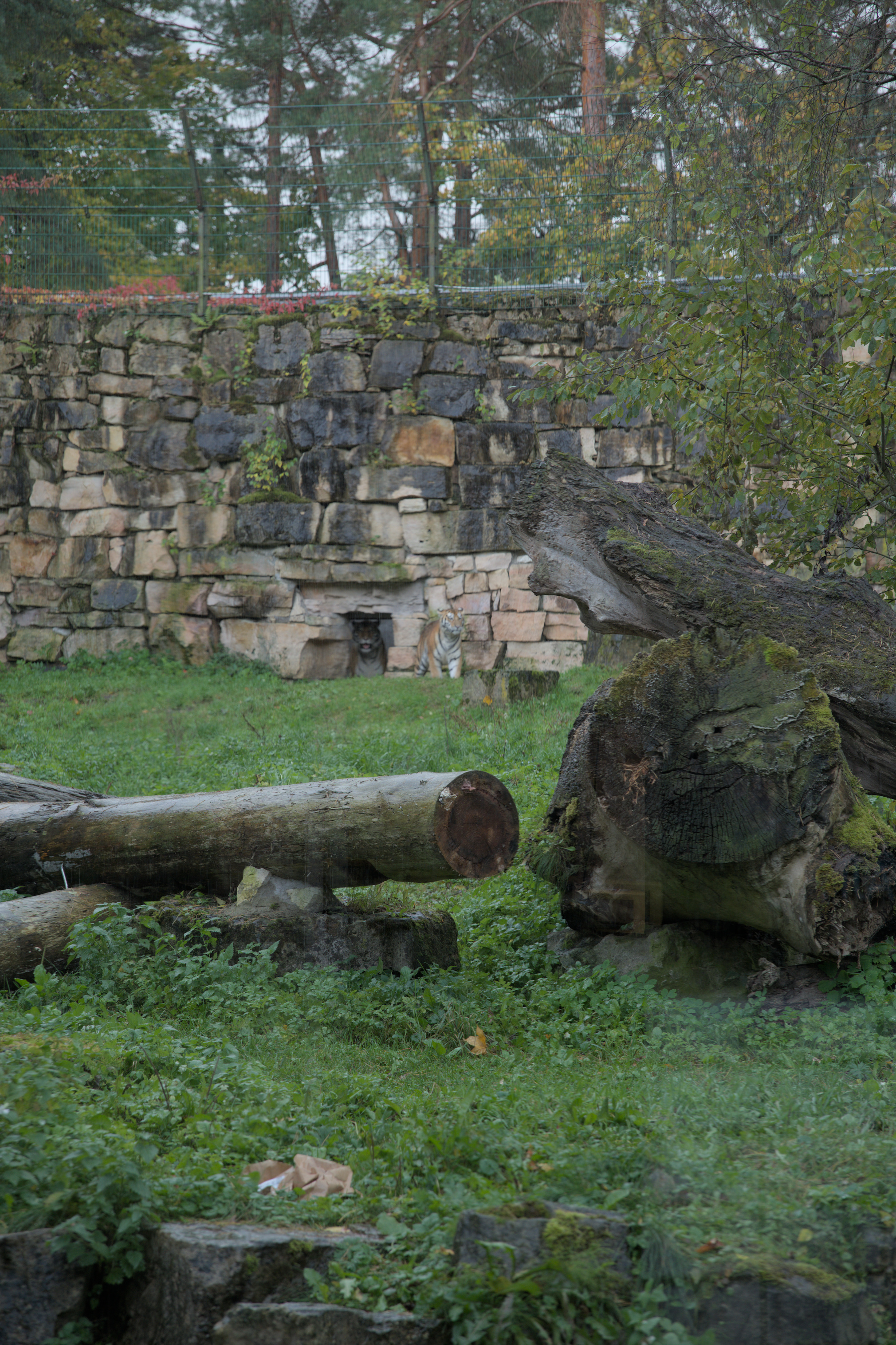 2025/10/12 - zoo/DSC_0108.jpg